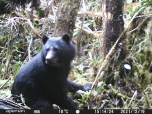 A black bear is photographed by a camera trap